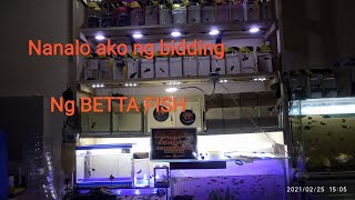 Nanalo ako ng bidding ng betta fish Red and Black dragon betta