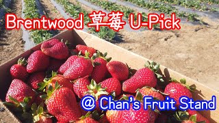 Strawberries Picking at Brentwood 摘草莓 #upick #士多啤梨 #ChansFruitStand