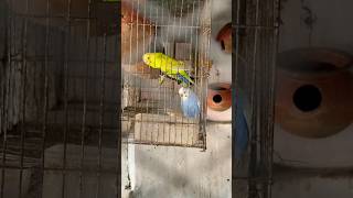 Cute Budgies | বাজিগর #budgies #bajigar #katabon #pets #birds #বাজিগর #rooftop #roys_home #cutepets