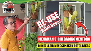 RE-USE BOTOL BEKAS | TANAM SIRIH GADING CENTONG PADA MEDIA AIR MENGGUNAKAN BOTOL BEKAS