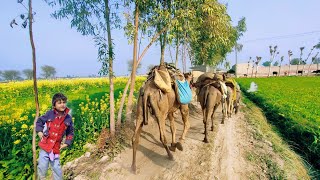 Village life of punjab Pakistan