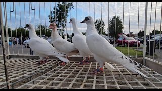 JEDLIŃSK Gołębie pigeons targ Andrzej W. 11.08.2024 cz.2/3💥Gołębie jasne i wyszwance Andrzeja Radom💥