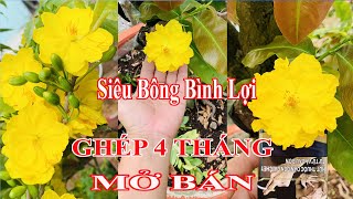 Siêu Bông Bình Lợi ghép 4 tháng | Làng Mai Bình Lợi