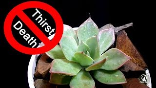 Easy way to Save home Plants from Thirst and Death