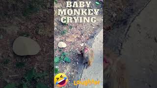 Crying the baby monkey, small monkey sound #funnymammals #monkeymammals