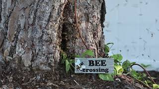 Honeybee Swarm