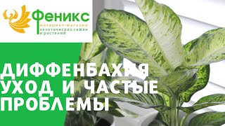 Диффенбахия уход и частые проблемы в содержании