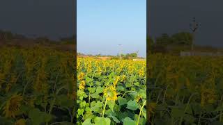 We're all golden sunflowers inside #sunflowers #spreadloveandhappiness #subscribetomychannel #sub