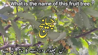 What is the name of this fruit tree || Beautiful scenery views of murree,