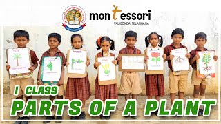 "Parts of a plant 🌱" | Class -I | Montessori High School | Valigonda | TS