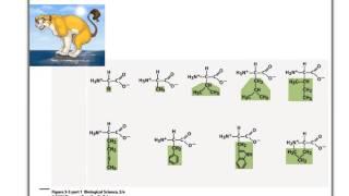 Biol 107 Lecture Tutorial amino acids