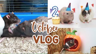 Rat introductions, birthdays & updates | VLOG