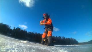 Perch and pikes under water in Nauvo 8.2.2015