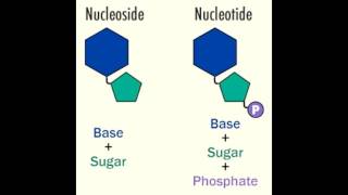 Nucleoside vs Nucleotide