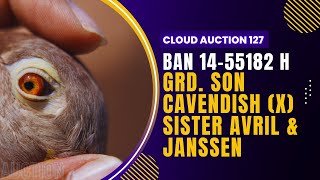 BAN14-55182 H✨Grd. Son Cavendish x Sister Avril Janssen | Mother to 6th Coxbazar, 34th Bashkhali!!!