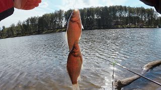 Активный клев карася на поплавок! Херабуна в деле  | Рыбалка с Fishingsib