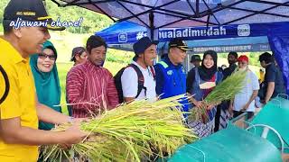 WIWITAN & PANEN PADI DI BULAK PENGGUNG PURWOSARI GIRIMULYO KP