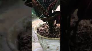 Aglaonema rotundum | #aglaonemarotundum #aglaonema