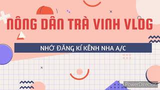 Nuôi bò| Cách đỡ đẻ cho bò| bê con kem F1 khá to