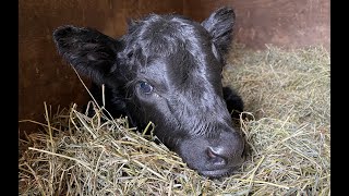 What should we name the new calf! | Belted Galloway Homestead