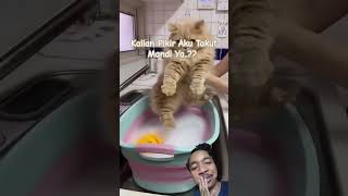 Hari Gini Takut Mandi 😺😺 #cat #takeabath #funny #pets #cute #catlover #kucing #lucu #comedy #smile