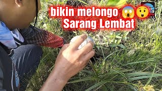 mancing Lembat akar dilubang dengan cara unik #mancing #lembatmonster