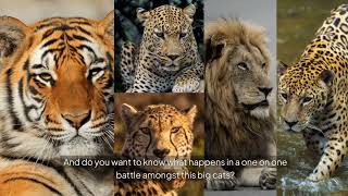 Big Cat Showdown Who Reigns Supreme – Lion, Tiger, Leopard, Jaguar, or Cheetah. #animal #amazing