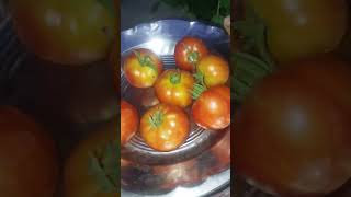 Harvest of the day....🍅🍅🍅🍅 #tomato#nature#couple #naturalvideography #trending #@ushaboominathan