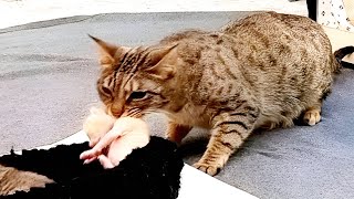 How a Mother Cat Moves Her Kitten"