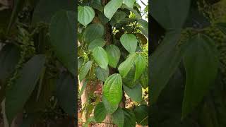 BLACK PEPPER FARM IN VIET NAM. 3 YEAR OLD.