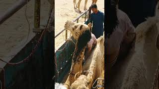 The sound of a female camel while being loaded into a truck