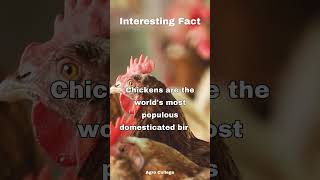 #chickens are the world's most #populous domesticated #bird...  #shorts