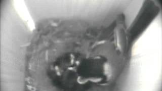 All five chicks still doing well!-Cam1-2012-5-2-15-42-15.avi