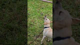 Puppy trying to catch rain drops, cute!