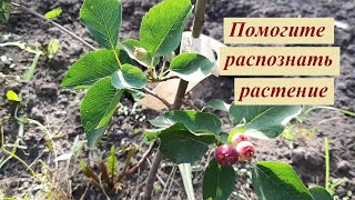 Неизвестное растение