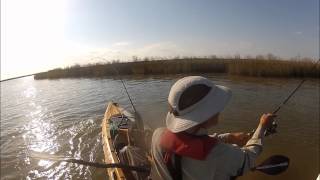 Schooling Reds