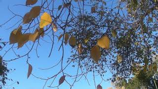 Travel & Nature: Gilded autumn leaves in the city park. Victoria, Australia