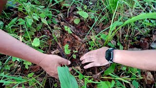 Out in the Woods | Found some wild Mushroom 🍄 On the bank of Khuga Dam • I wish I knew Otis McDonald