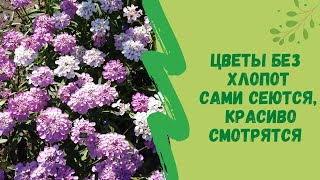 🌺⚘🌸Цветы без хлопот! Сами сеются, красиво смотрятся