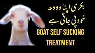 Goat Self Sucking Solution