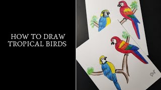 How to draw Tropical Birds