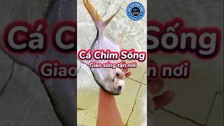 Cá Chim Sống Size Lớn Ngọt Thịt Giao Tận Nhà | Hải Sản Ông Giàu #cá_chim #cá_chim_trắng_sống