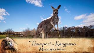 See a Kangaroo up close