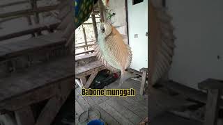 baronang  naik siang hari #baronangfish #mancinglautpinggiran #mancingikan #babonlaut #beacheastjava