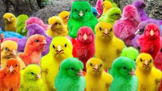 Ayam Lucu, Ayam Warna Warni, Ayam Rainbow, Ayam Pelangi, Bebek, Kelinci, Hamster,  Angsa