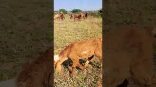 2 month+ baby sheep grazing mashallah #bighornsheep #potla #sheepfarming #hyderabadi #babysheep