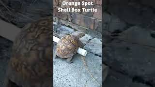 The Orange Spot Shell Box Turtle: A Masterclass in Evolution