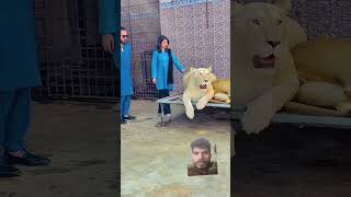 #lion #tiger #zoo #animals #animallover #comedy