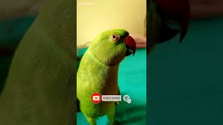 Parrot talking bye bye to me