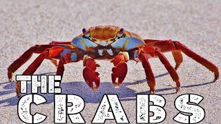 THE CRABS LIFESTYLE FACTS FAMILY ABILITY SKILLS FOOD SCIENTIFIC CLASSIFICATION